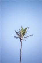Large palm tree against a blue sky