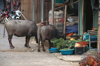 A candid funny moment of two water buffaloes eating vegetables from a street stall in Lao Chai Village in Sa pa
