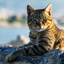 Portrait of a city cat