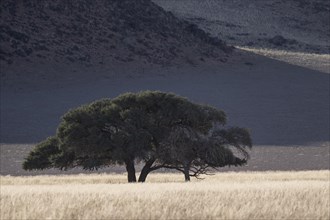 Acacia in front of Tirasbergen
