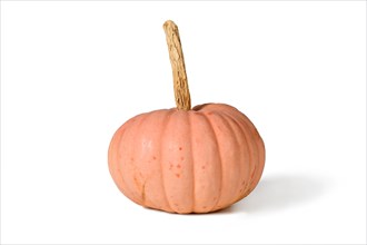 Pastel pink colored 'Miss Sophie Pink' Halloween pumpkin on white background