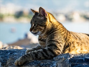 Portrait of a city cat