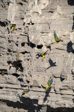 Rock parakeets