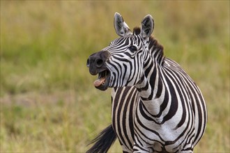 Plains zebra