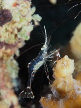 Transparent cave cleaner shrimp