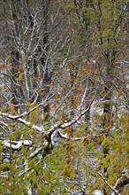 Forest in winter with snow