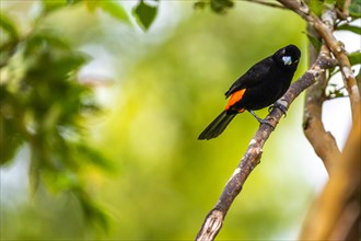 Fire-rumped Tanager