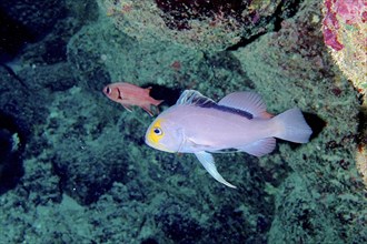 Red Sea Soapfish