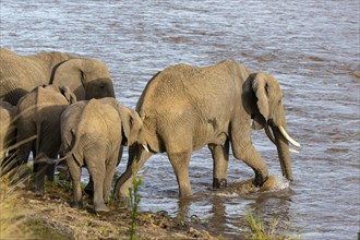 African elephant