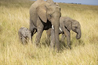 African elephant