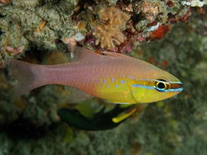 Yellow-bellied cardinalfish