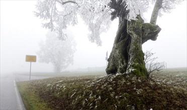 Hoarfrost