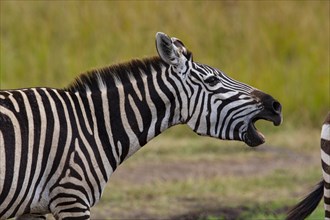 Plains zebra
