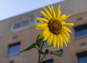 Sunflower in front of the facade of an apartment block