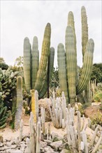 Cactus growing field