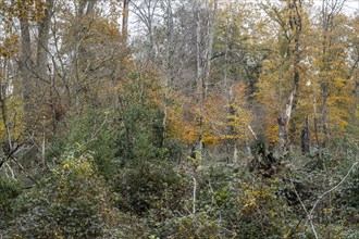 Hutewald forest in autumn