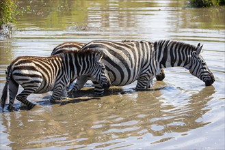 Plains zebra
