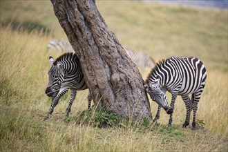 Plains zebra