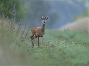 European roe deer