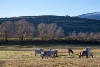 Heads of cattle in the Cerdanya area in the province of Gerona in Catalonia in Spain