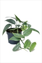 Potted tropical 'Epipremnum Pinnatum Cebu Blue' houseplant with silver-blue leaves on white background