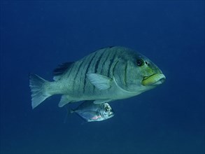 Yellow-mouthed sweetlips