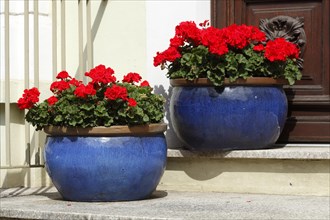 Red summer flowers in flower pots standing in front of a front door