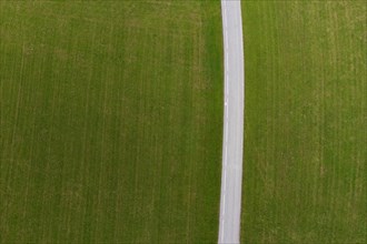 Country road leads through a green meadow