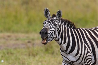 Plains zebra