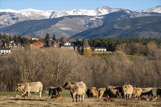 Heads of cattle in the Cerdanya area in the province of Gerona in Catalonia in Spain