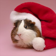Cute guinea pig wearing red hat
