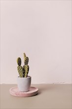 Decorative cactus inside minimal vase
