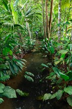 Stream in the tropical jungle