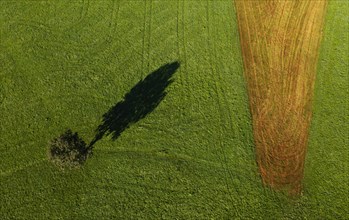 Drone image of a single tree casting a shadow on a green meadow with a mown maize field