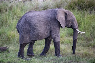 African elephant
