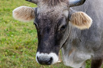 Headshot on a Cute Cow on the Green Field in Switzerland