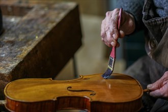 Senior expert violin maker luthier