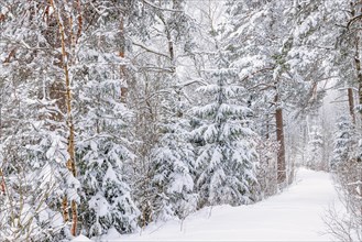 Footpath in a forest with snow and frost a cold idyllic wintry day