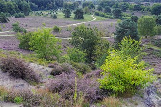 Brunssumer Heide