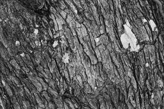 Close up tree texture