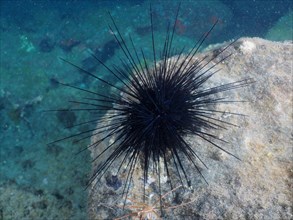 Diadem sea urchin