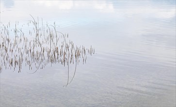 Reed structure in the water