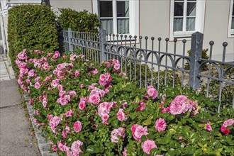 Metal fence and rose bed