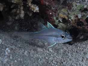 Streak-spot cardinalfish