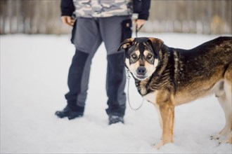 A tricolor homeless dog in the snow in a shelter for homeless dogs