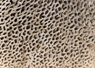 Supermacro of the honeycomb-like ears on the underside of the cap