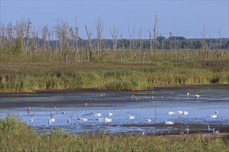 Colony of mute swans and grey herons at nature reserve Anklamer Stadtbruch in Mecklenburg Western Pomerania