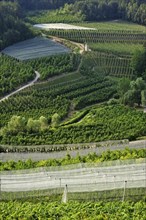 Apple tree orchards at Val di Non