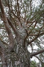 Worm's eye view over trunk and branches of old Scots pine