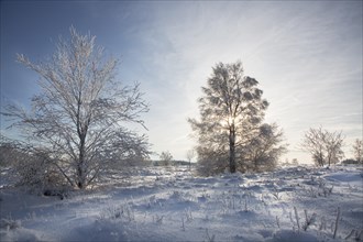 Trees covered in frost in winter at the Hoge Venen
